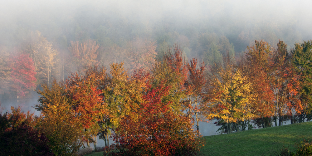 fall tree